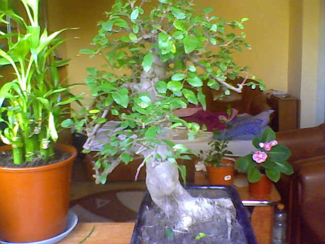 Picture 012 - BONSAI