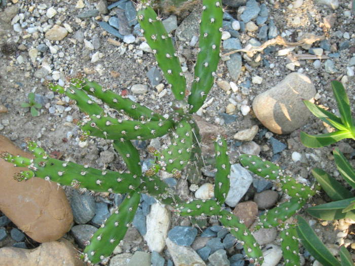 IMG_8210 - Cactusi la mosie 17 iunie 2009