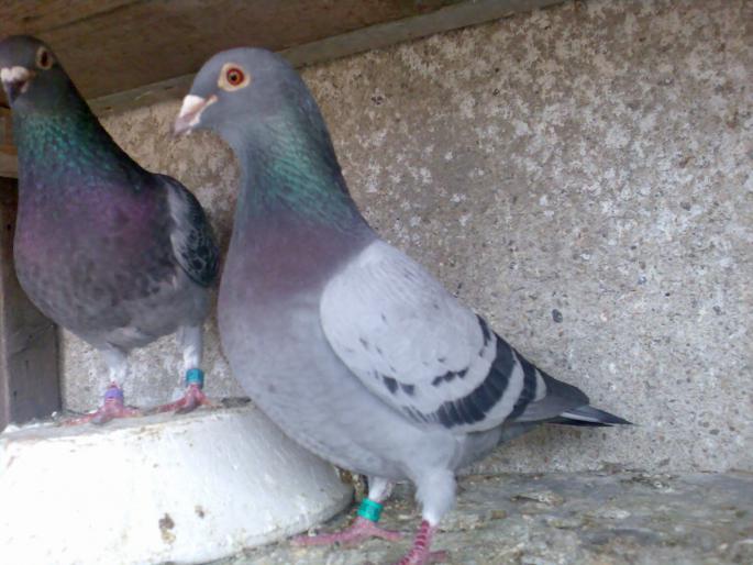  - 2 - Primii pasi_incepand cu 2003