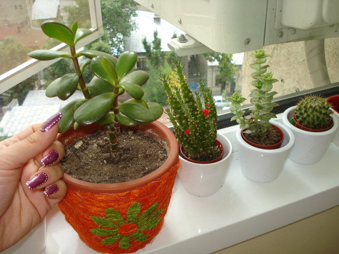 CRASSULA SI TEPOSII