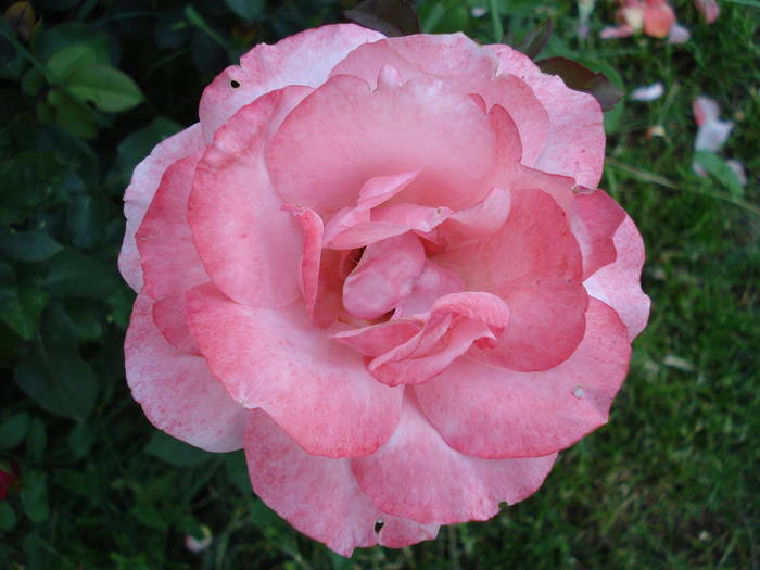 Rose Royal Highness (2009, July 10) - Rose Royal Highness