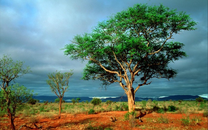 199_africanlandscape_1440x900 - Wallpaper Amestecate