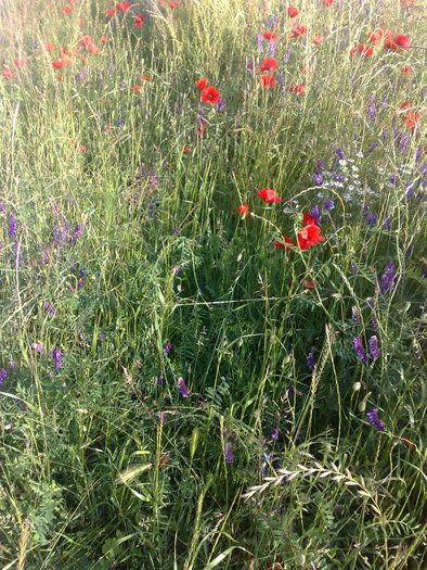  - Poze din strainatate