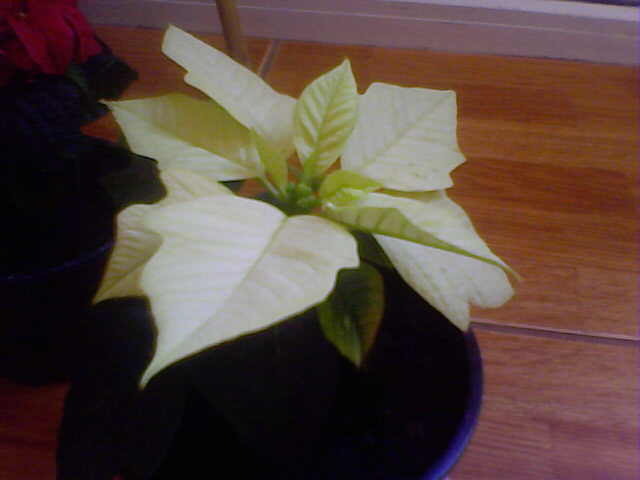 Picture 008 - florile mele