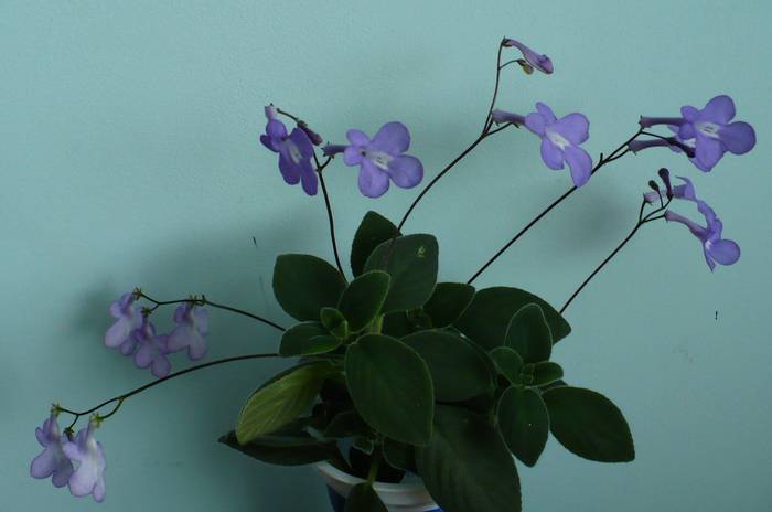 P1120766 - STREPTOCARPUSI