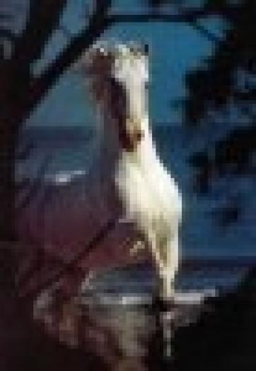 t_andalusian01