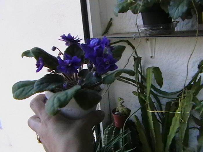 18.11 - violete 2009