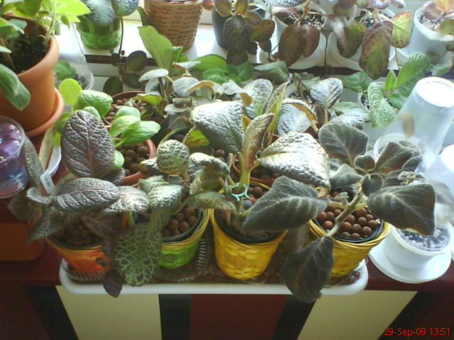 Episcii - poza grup; Episcii - poza grup
