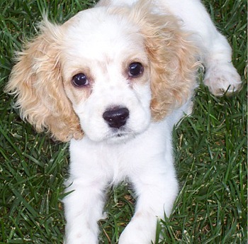 cocker  spaniel - Coker Spaniel