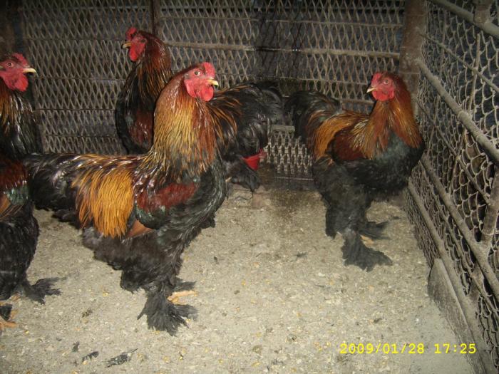 masculi brahma potarnichiu