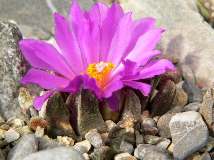 ariocarpus_scaphirostris - genul Ariocarpus