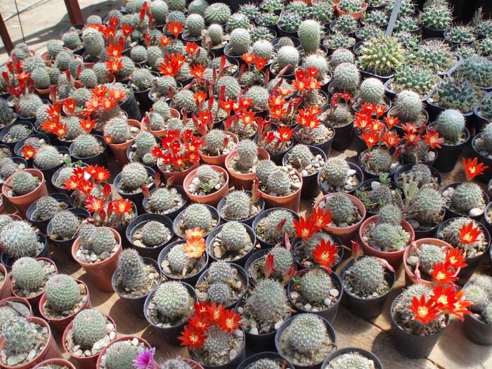 Rebutia