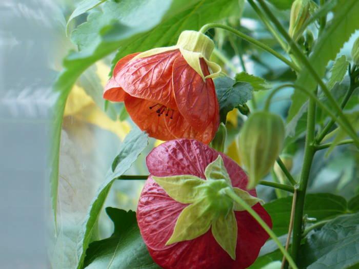 P1120375 - ABUTILONI