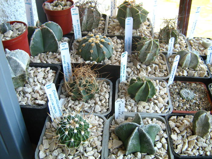 IMG_4456 - Cactusi 1 martie 2009