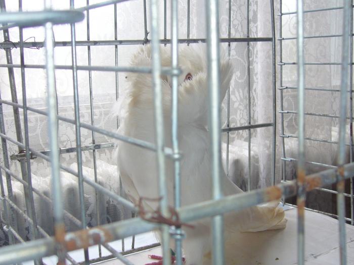 Picture 110 - Expozitia Columbofilia Traditie Si Pasiune din DOROHOI tinuta in perioada 15-20 februarie 2009