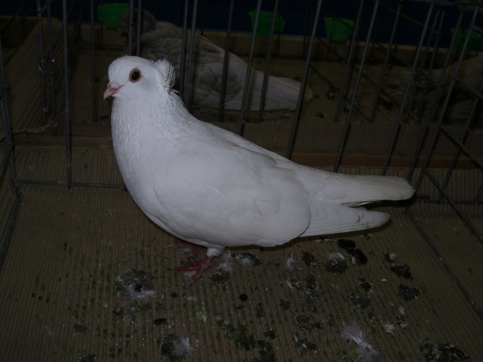 11061 br 0