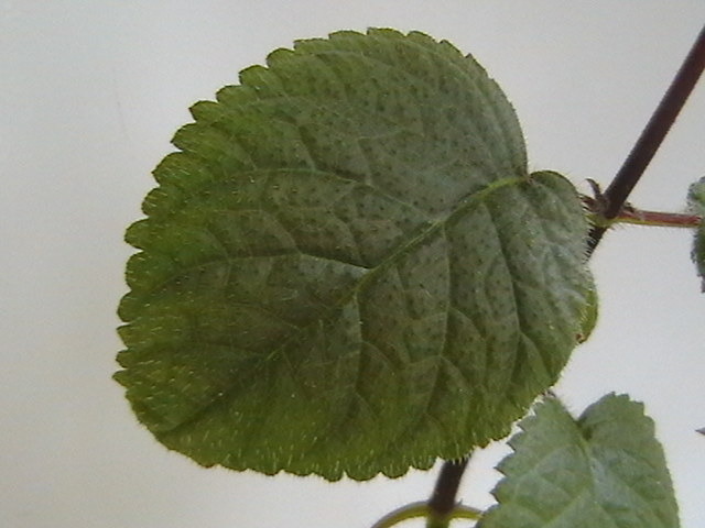 IMGA0736 - achimenes 2009