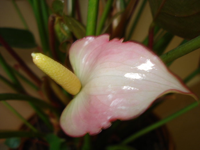 ANTHURIUM,DIN NOU CU FLORI!!!