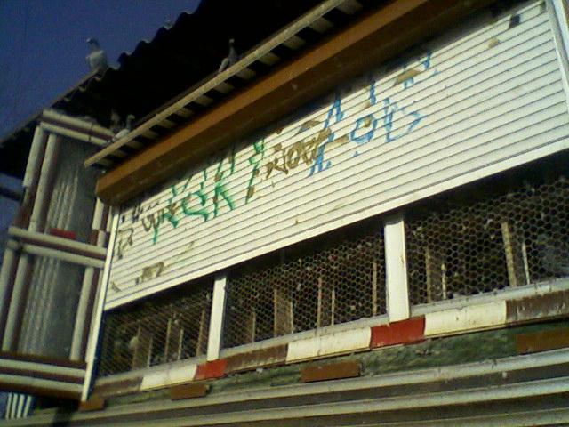 Fotografii-0012Djpt - Copy (3) - Porumbeii mei calatori