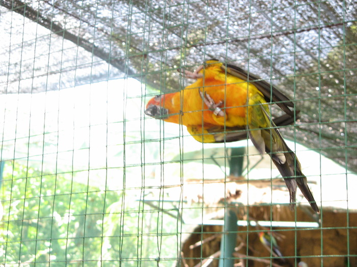 IMG_0028 - 2_1 - Kuala Lumpur Bird Park