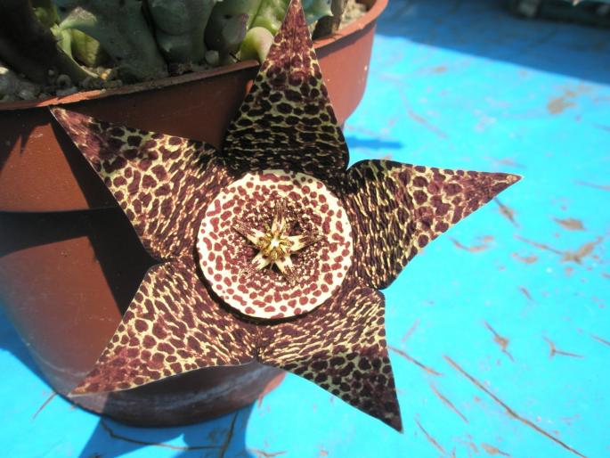 floarea de S. variegata