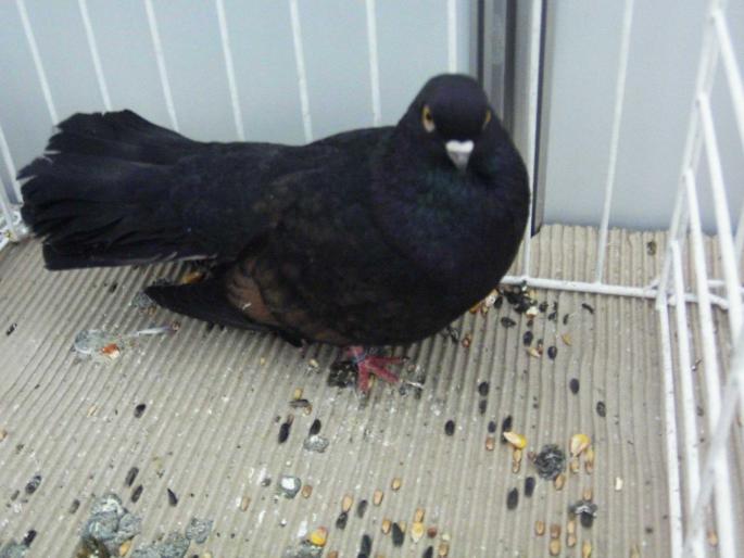 orb kite 4 - 1502 partea 3