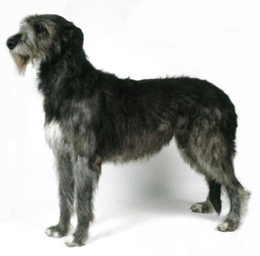 IRISH WOLFHOUND - RASE CAINI