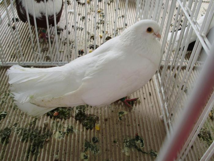 orb alb 1 - 1506 2 porumbei rz