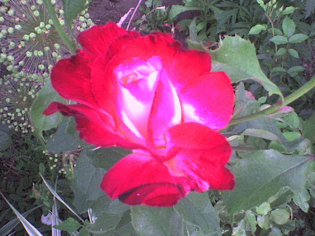DSC00621 - trandafiri