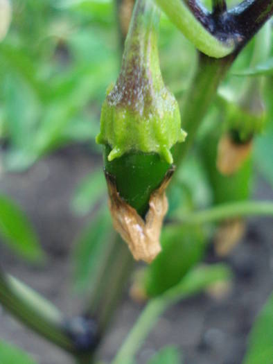 Jalapeno Pepper (2009, June 21) - Jalapeno