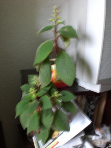 Picture 023 - w 2007 florile mele