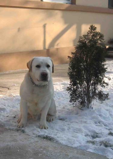 cu fata - labrador