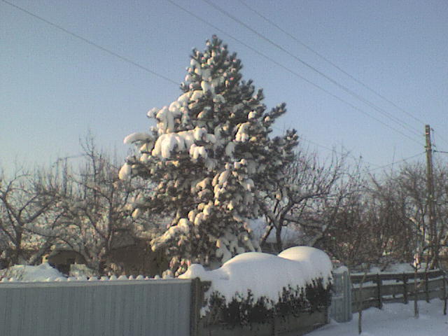 DSC01259 - iarna in sat