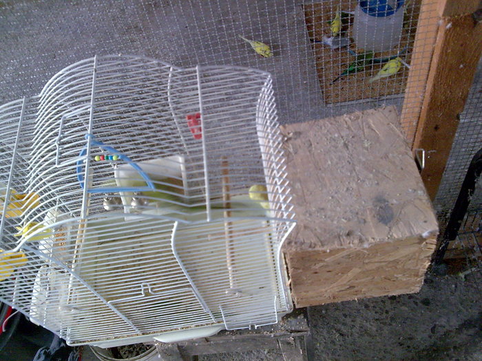 Imagine033 - PAPAGALI SI CANARI