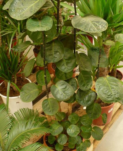 Polyscias - Alte plante
