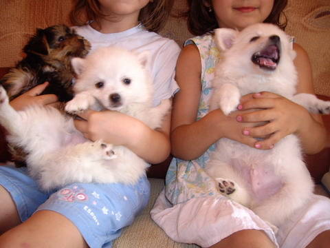 Spitz mic German si Yorkshire; 2 m Spitz 8 sapt si Yorky m 9 sapt
