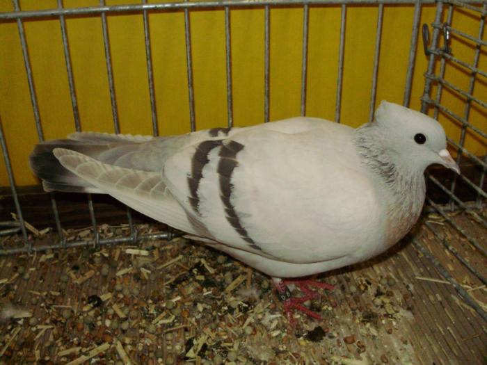 11518 thurgauer mehlfarbige 0