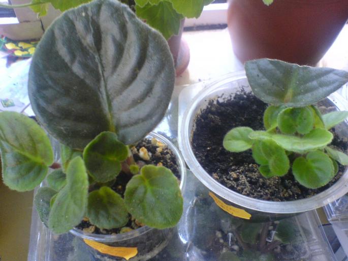 pui violeta grena ..