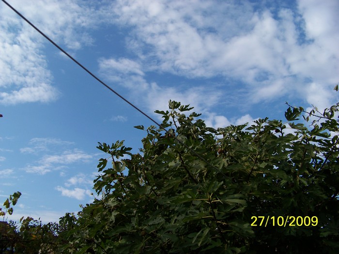 100_3443 - Toamna in curte  Timisoara