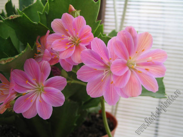 Lewisia roz 2