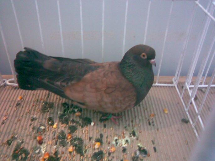 orb ts 1 - 1502 partea 3