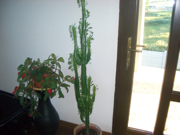 CIMG1278 euphorbia trigona   kohleria astarte - floricele 2009