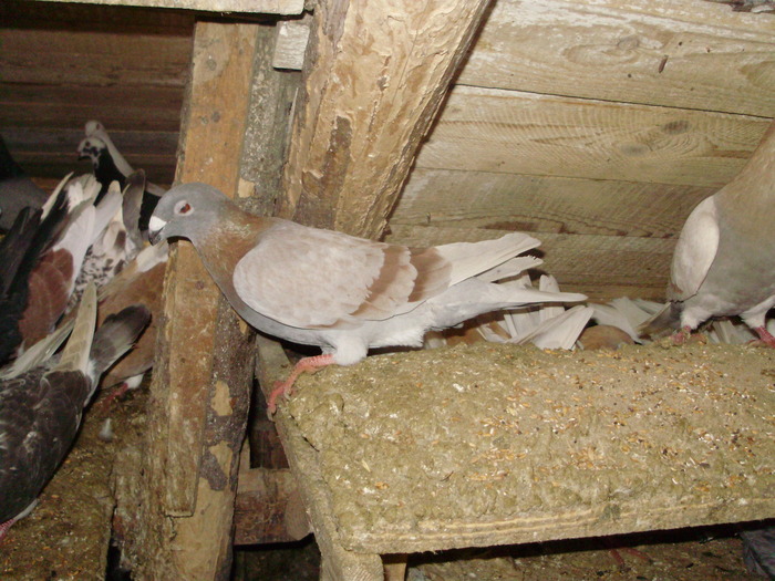 P8252187 - 1745 Petru Negut