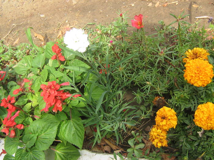  - flori de gradina 2009