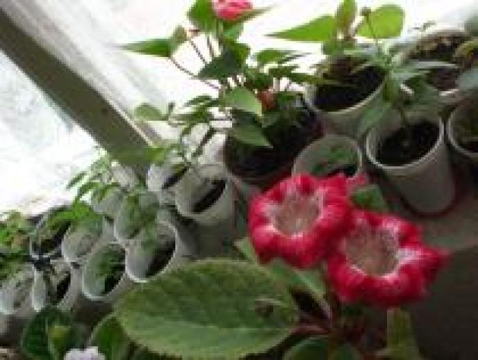 KSVUSWWGBPCVOJMBNSZ - flori