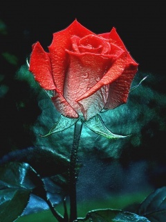 Red_Rose (1)