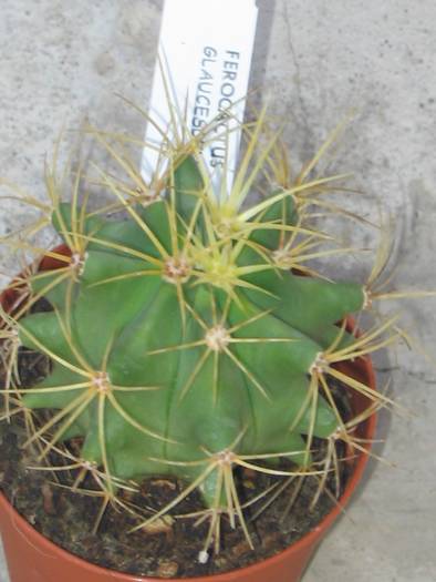 Ferocactus glaucescens - mai 2008