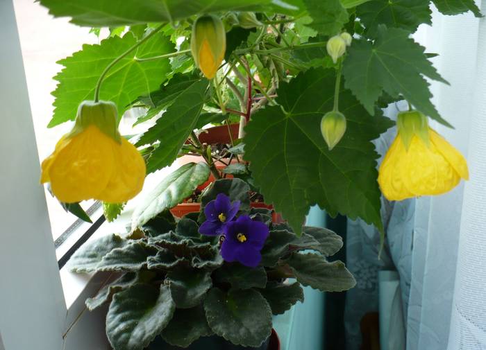 P1090411 - ABUTILONI