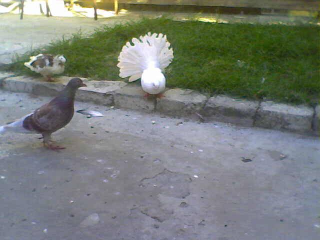 Sedat 035