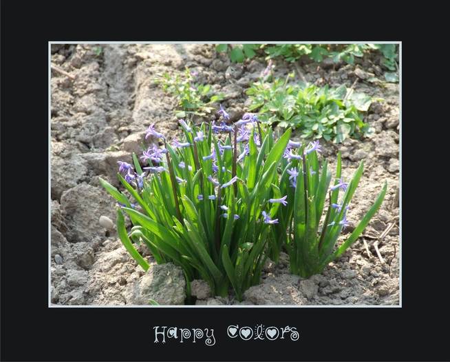 spring_flowers_by_alaurentiu - Flori